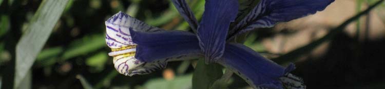Iris in Shadow in the Carson Gap between the Lake Tahoe Basin and Carson Pass.